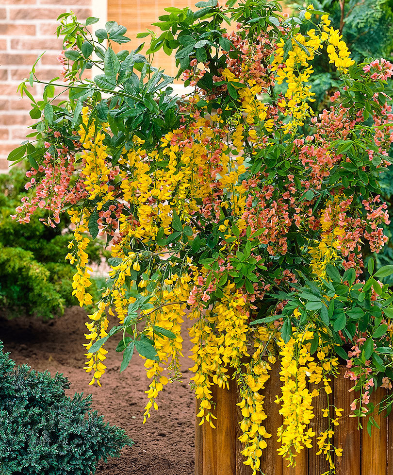 Laburnocytisus 'Adamii'